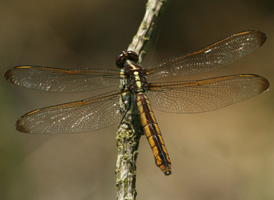 Yellow-sided Skimmer